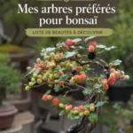 Un beau bonsaï avec un arbre majestueux en arrière-plan, illustrant la beauté des arbres pour bonsaï.