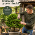 Un bonsaï de cyprès Hinoki bien entretenu dans un coin de jardin zen.