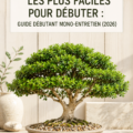 Un bonsaï vert luxuriant dans un pot en céramique, parfait pour les débutants en jardinage.