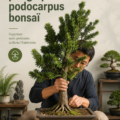 Bonsaï Podocarpus bien plié et entretenu dans un pot décoratif