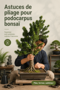 Bonsaï Podocarpus bien plié et entretenu dans un pot décoratif