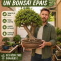 Un bonsai jade épanoui avec des feuilles luxuriantes en intérieur.