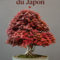 Bonsaï d'érable japonais bien entretenu, avec des feuilles vertes vives en pot