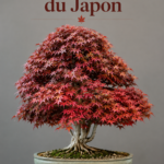 Bonsaï d'érable japonais bien entretenu, avec des feuilles vertes vives en pot