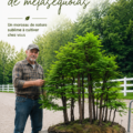 Forêt majestueuse de métaséquoias avec des arbres géants.