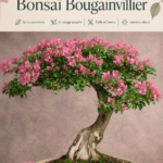 Un bonsaï Bougainvillier en pleine floraison dans un pot décoratif.