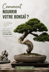 Un bonsaï bien entretenu sur une table, symbolisant le bon soin des plantes.