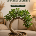 Femme taillant une plante jade en forme de bonsaï circulaire dans son salon