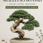 Une collection de plantes bonsaï décoratives dans un intérieur chaleureux, illustrant le style zen.