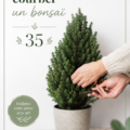 Un bonsaï Picea Conica joliment plié
