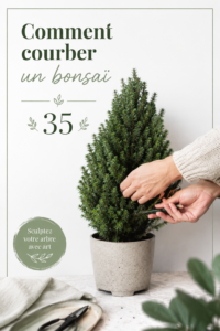 Un bonsaï Picea Conica joliment plié