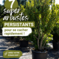 Vue d'une sélection d'arbustes persistants dans un jardin bien aménagé.
