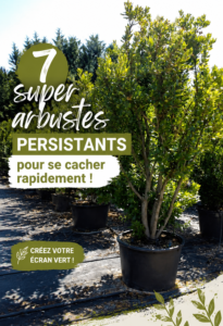 Vue d'une sélection d'arbustes persistants dans un jardin bien aménagé.