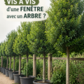 Un jardin calme avec des arbres cachant un vis-à-vis