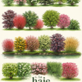 Une haie multi variétale colorée qui embellit un jardin.