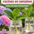Boutures d'hortensias dans un vase d'eau avec racines visibles