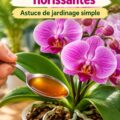 Une orchidée en pleine floraison, éclatante de couleurs après avoir reçu les soins appropriés.