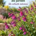 Un jardin avec de la sauge arbustive en pleine floraison, apportant une touche de verdure.