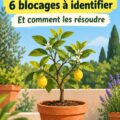 Un citronnier en pot présent dans un jardin, avec des feuilles vertes luxuriantes et quelques citrons en train de mûrir.